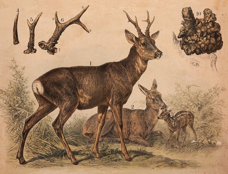 Ree - Reebok - Kalb von Kurt Schraepen