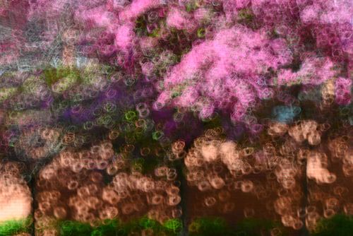 ARBRES EN FLEUR