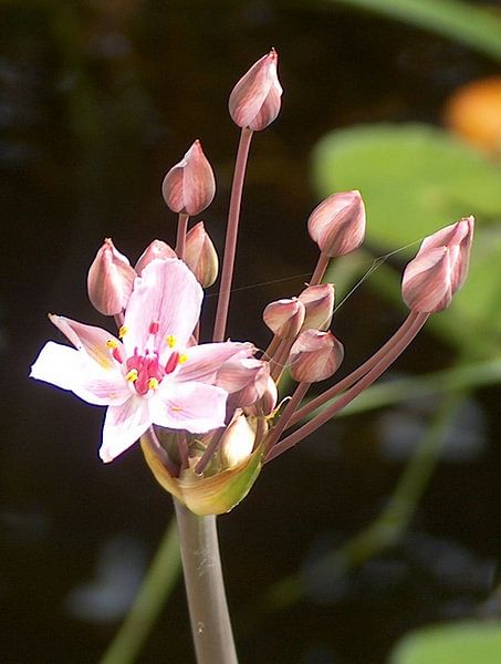 vijverbloem par ton langbroek