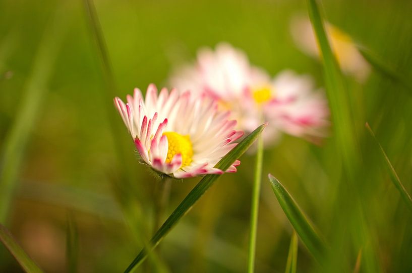Madeliefje met bokeh van Martin Köbsch