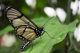 Vlinder op blad van Jos van Ooij