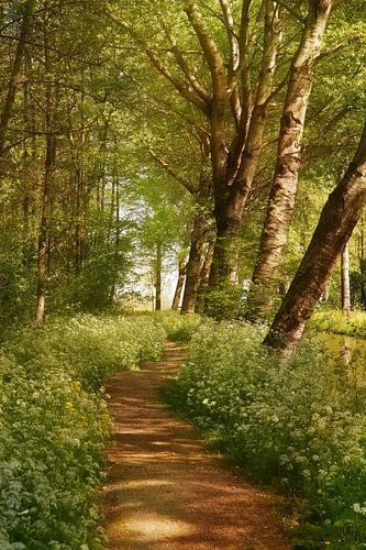 hiking trail Alblasserbos by Yvonne Blokland