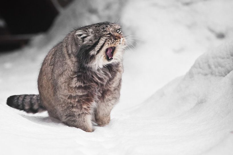 Er öffnet sein Maul, miaut oder gähnt, ringsum Schnee, flauschiges Fell. Schwerer, brutaler, flausch von Michael Semenov