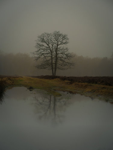 A tree in a misty landscape