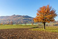 Herbstbaum
