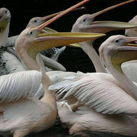 pélicans sur EnWout