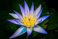 Sacred Lotus