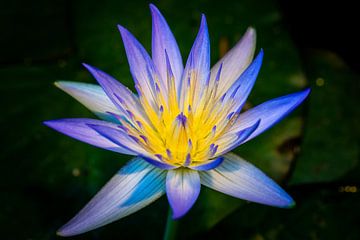Sacred Lotus by Adriaan Westra