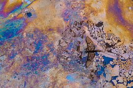 Eendagsvlieg op ijzerbacteriën van Stijn Smits