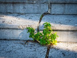 Une plante verte s'épanouit sur les marches de Sciacca