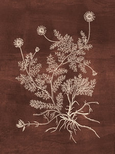 Chamomile - Brown