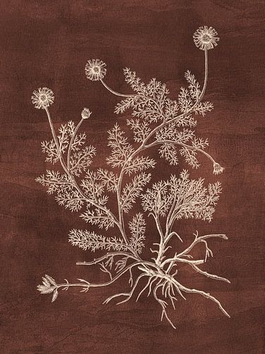 Chamomile - Brown