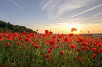 Poppys Sunset