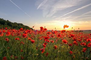 Papaver bloeit bij zonsondergang van Steffen Gierok