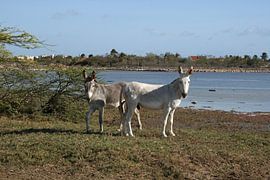 2 Mooie ezeltjes bij de saliña Kralendijk Bonaire by Silvia Weenink