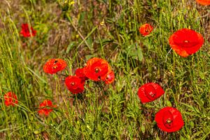 Mohnblumen in Süd-Limburg