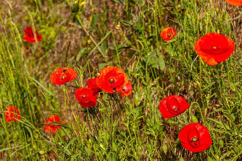Klaprozen in Zuid-Limburg