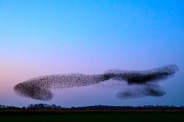 Spreeuwen tijdens zonsondergang van Sjoerd van der Wal Fotografie