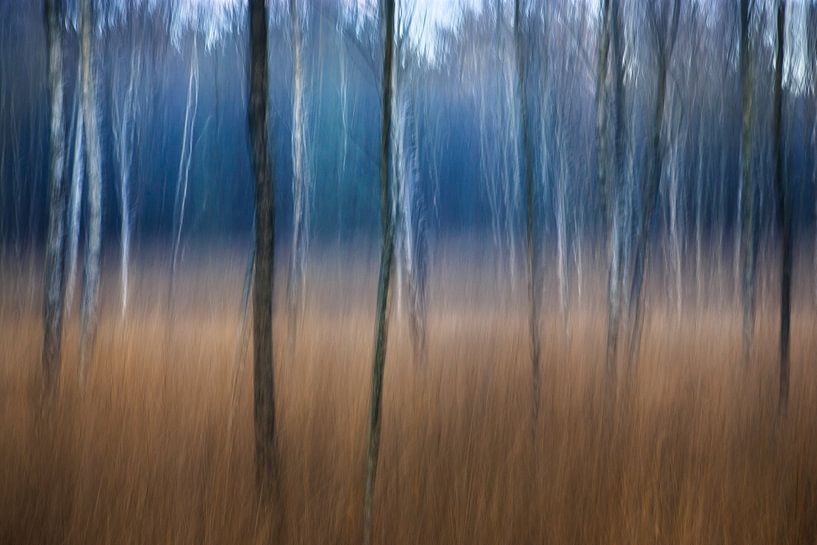 Bos in beweging van Richard van den Hoek
