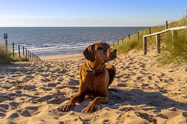Rhodesian Ridgeback in the sand