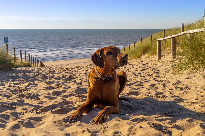 Rhodesian Ridgeback in the sand by Michael Ruland