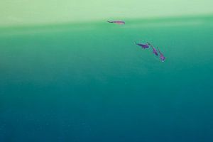 Eine Gruppe von Fischen im grünen Wasser. Wout Cook One2expose