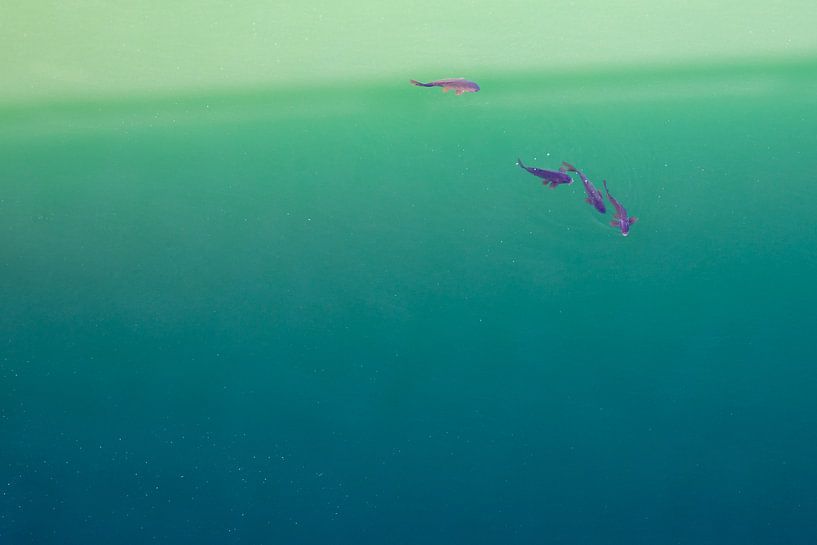 Een groep vissen in groen water. Wout Kok One2expose van Wout Kok