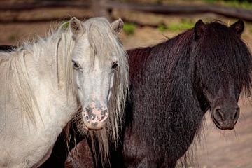 Zwarte en Witte Pony van Rob Boon