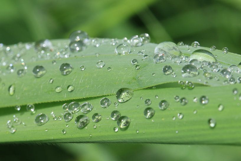 Drops... by Bärbel Severens