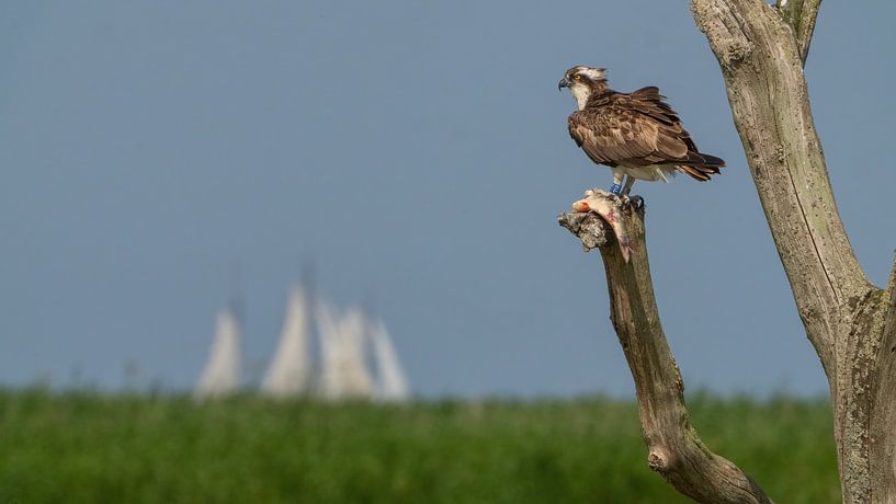 Fischadler mit Fisch mit Seitenschiff auf dem IJsselmeer von Hans Hut