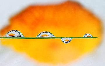 Waterdruppels van shoott photography