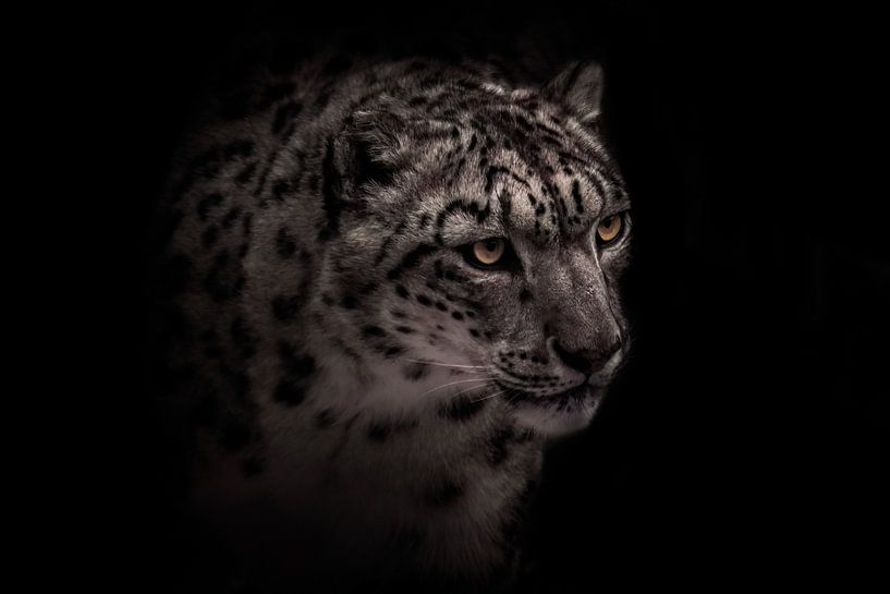 head of a beautiful snow leopard with clear eyes on a black background, black and white winter beast by Michael Semenov