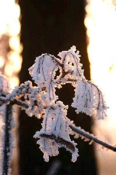 Winter time by Thomas Jäger