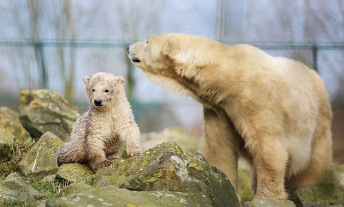 Jonge ijsbeer komt net uit bad