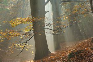 Mistig bos in de herfst sur Michel van Kooten