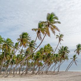 Plage de palmiers près de Salalah, Oman sur The Book of Wandering