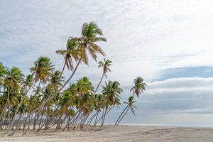 Plage de palmiers près de Salalah, Oman