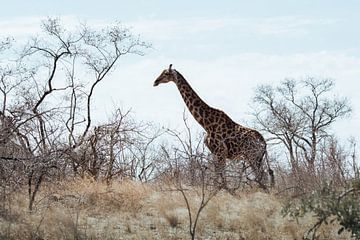 Giraffe in der Ebene || Kruger National Park, Südafrika von Suzanne Spijkers