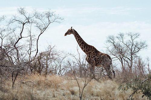 Giraffe in the Plain || Kruger National Park, South Africa