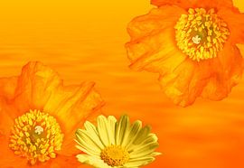 Mohnblumen und Margarite