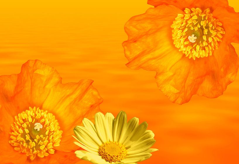 Mohnblumen und Margarite par Martina Fornal