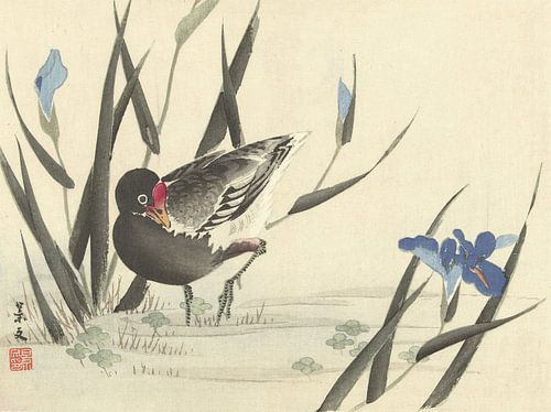 Meerkoet tussen blauwe irissen van Matsumura Keibun - 1892
