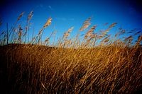 Gold and Blue 
