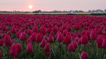 Bloeiend tulpenveld bij zonsopkomst in omgeving Lisse
