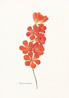 Tritonia Crocata