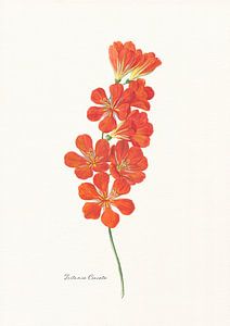 Tritonia Crocata