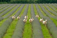 Sereniteit in de Lavendel: Schapen in de Lot-regio van Hans Kool thumbnail