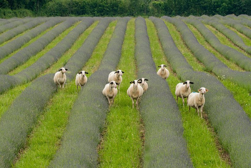 Sereniteit in de Lavendel: Schapen in de Lot-regio van Hans Kool