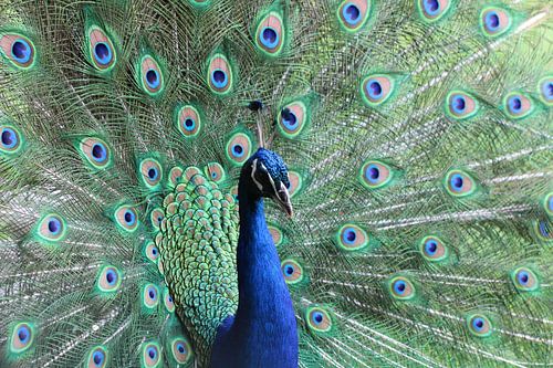 Prachtige trotse pauw