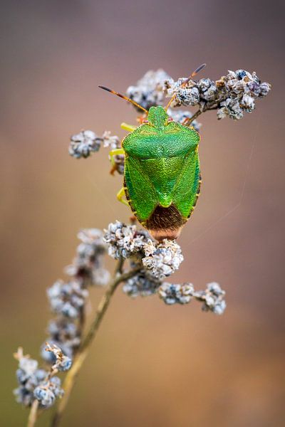 Bug in autumn by Esther's Photos